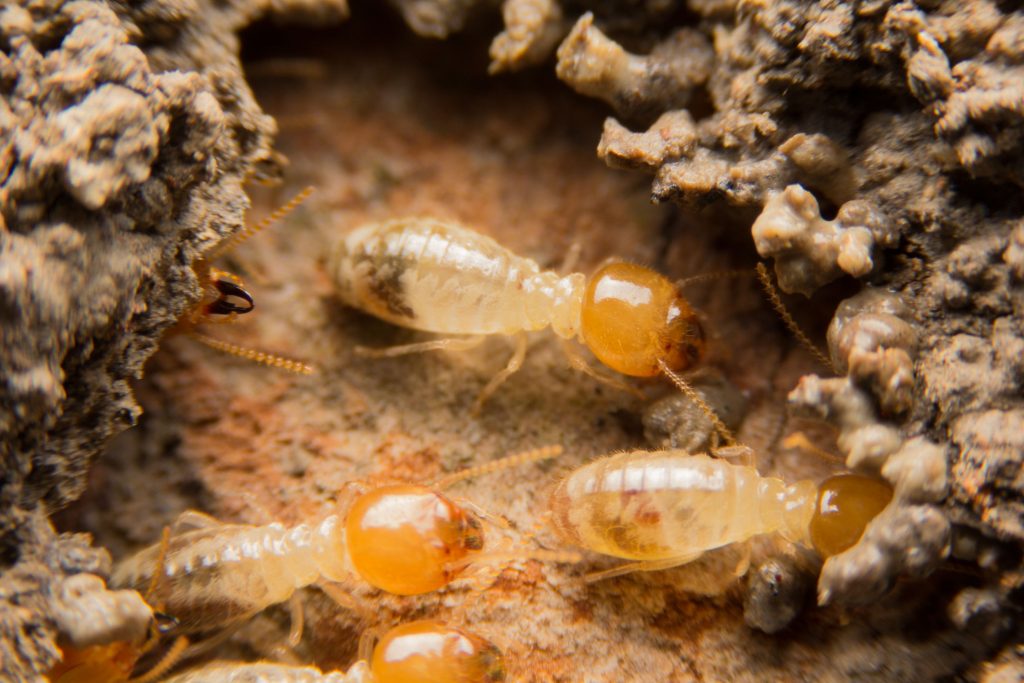 How Do Termites Spread? - Premier Pest