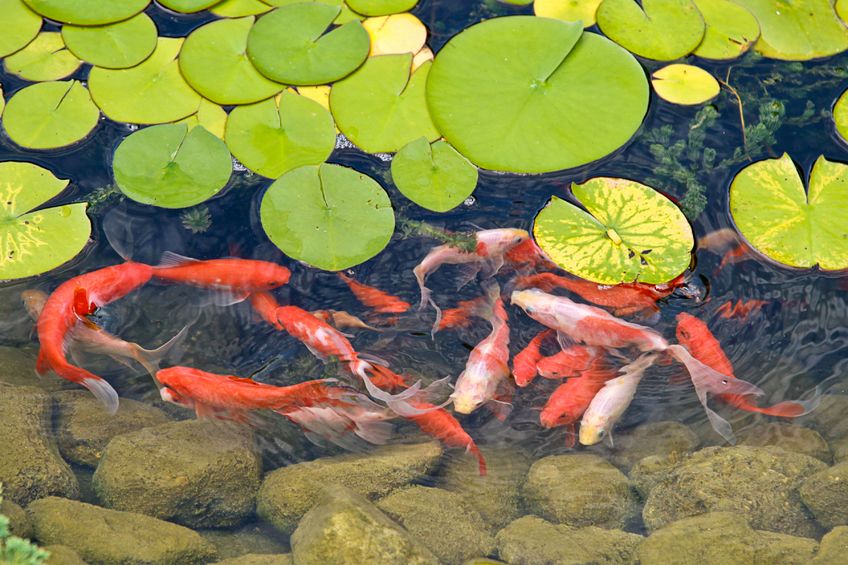 Goldfish mosquito outlet larvae